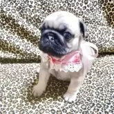 パグ【佐賀県・女の子・2025年5月22日・フォーン】の写真5