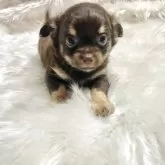 チワワ(ロング)【佐賀県・男の子・2025年9月18日・チョコタン&クリーム】の写真6