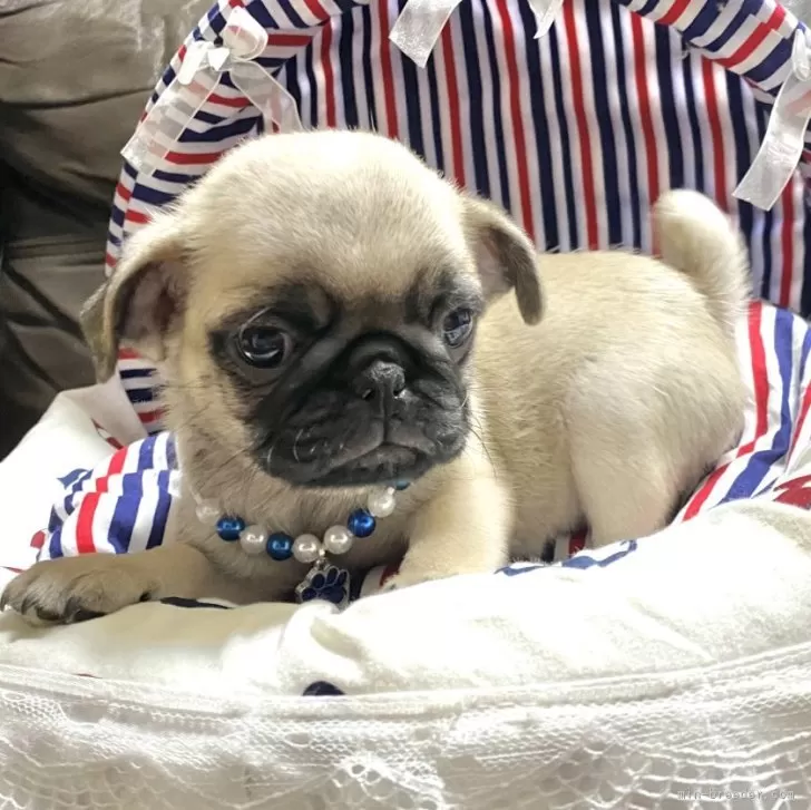 ID：2410-06005の子犬