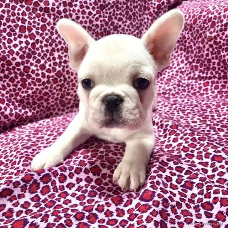 じん 様のお迎えした子犬