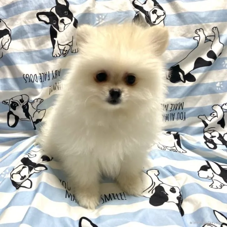 ID:2305-00382の子犬
