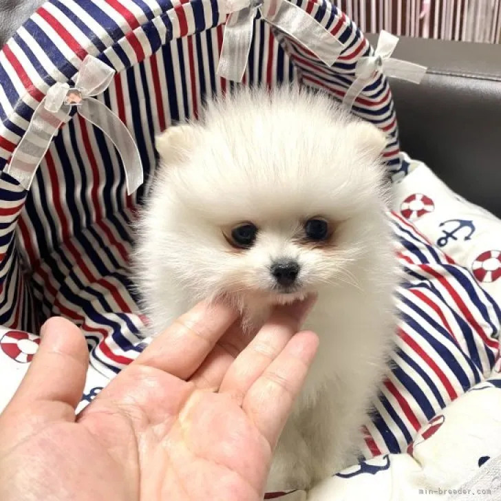 ID：2308-04386の子犬