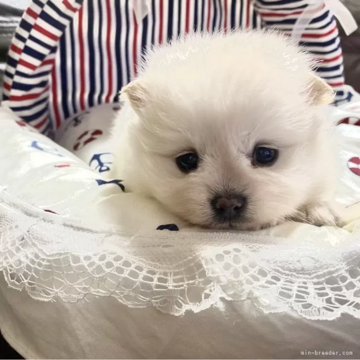 ID：2402-00509の子犬