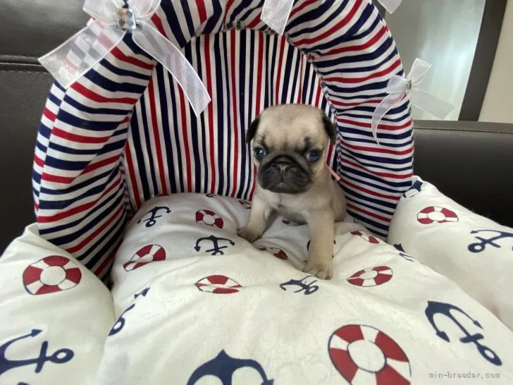 おがこ 様のお迎えした子犬