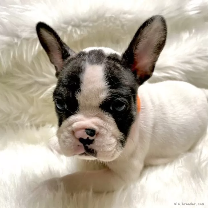 ID：2310-04273の子犬