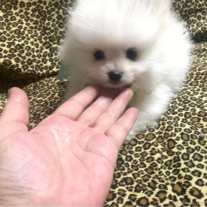 ID：2409-02665の子犬