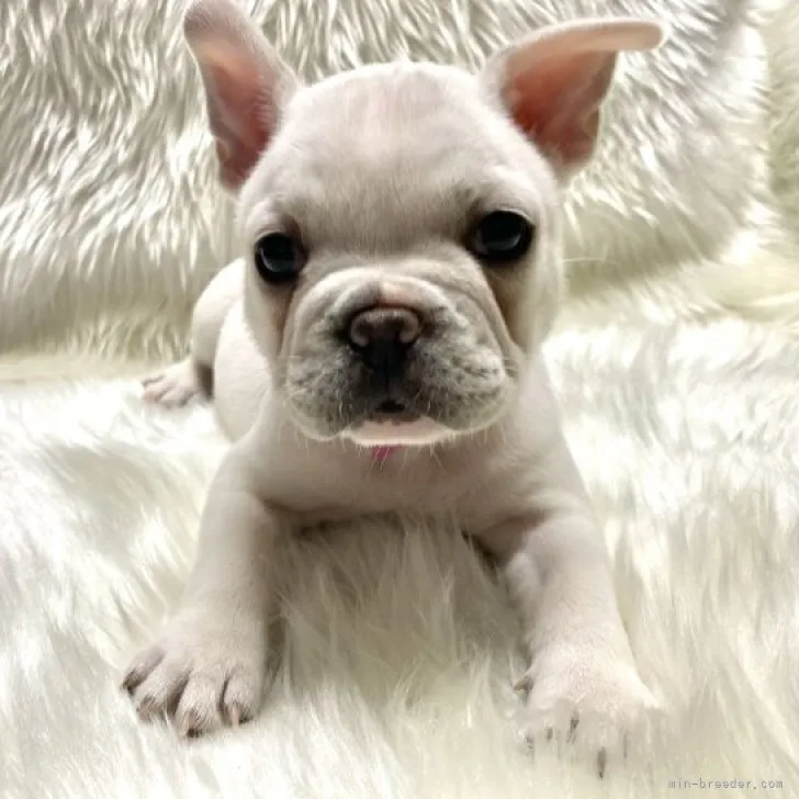 ID:2301-01182の子犬