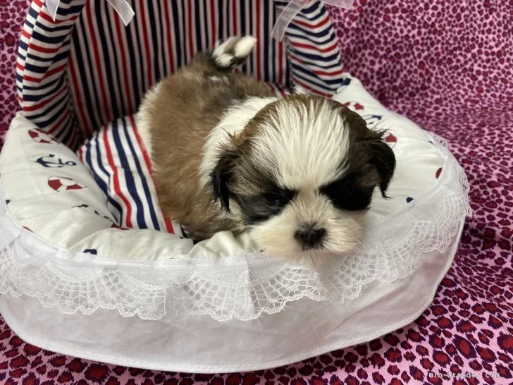ID:2011-02371の子犬