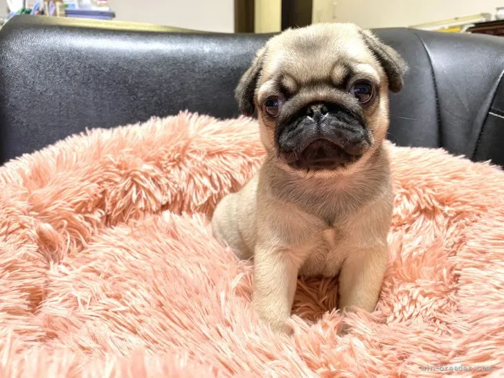 ID：2109-02021の子犬