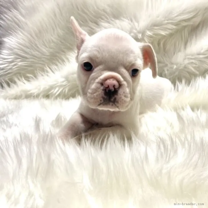 ゆー 様のお迎えした子犬