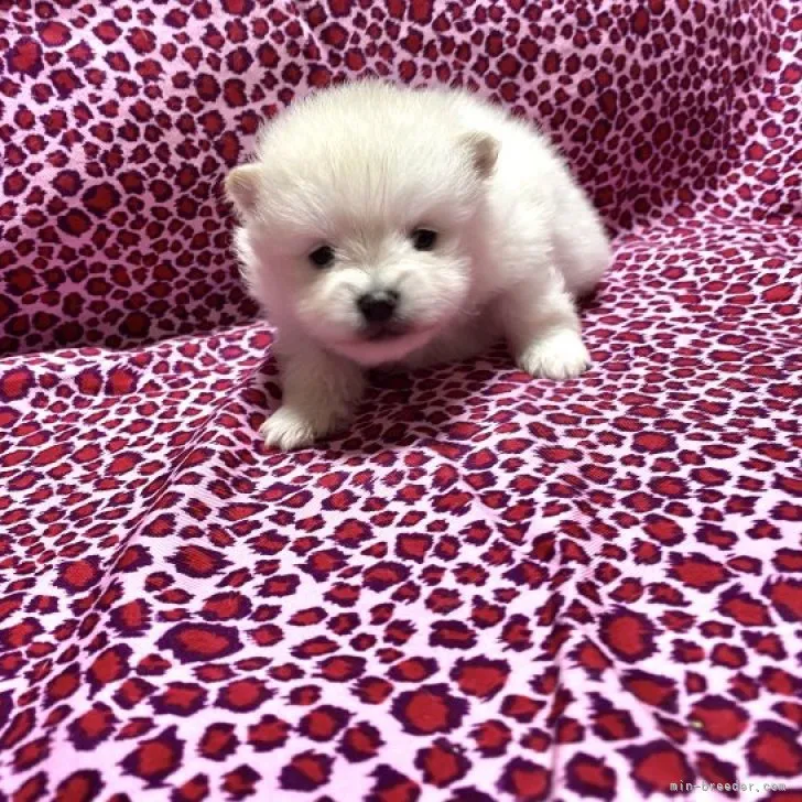 ID：2301-02666の子犬