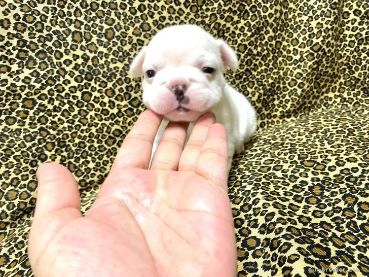 ID：2111-02360の子犬