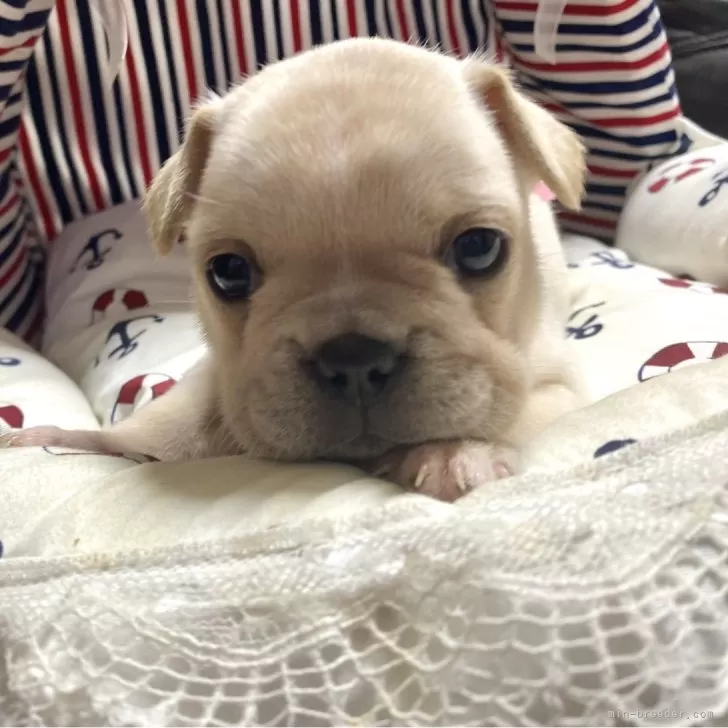 ID:2406-05977の子犬