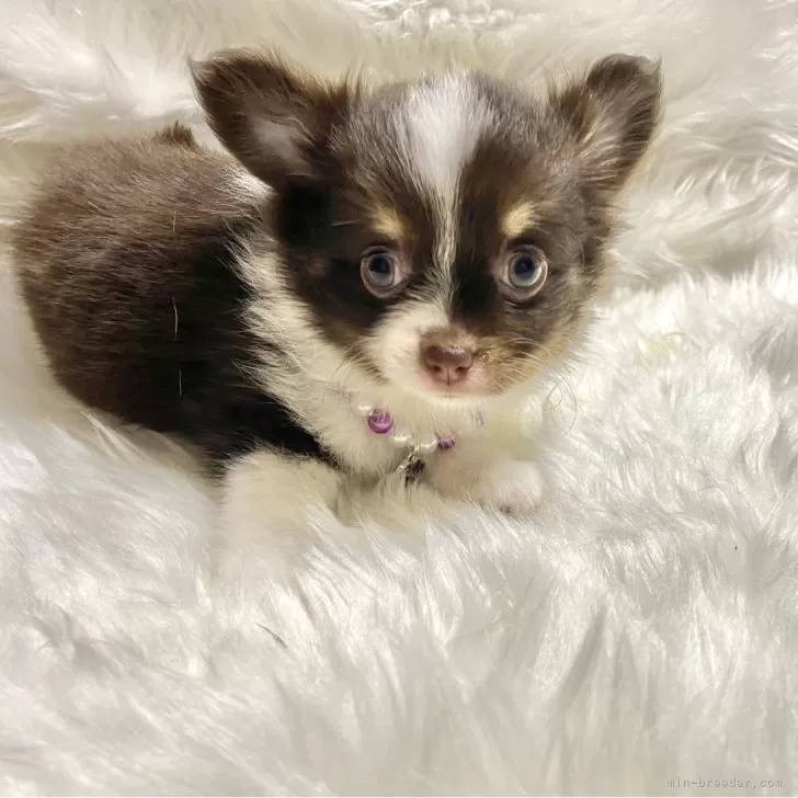 ID：2409-03618の子犬