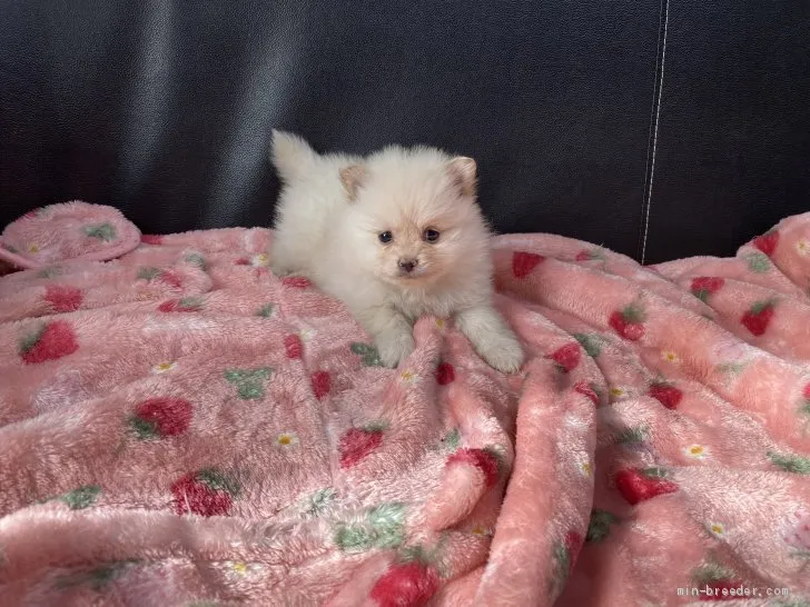 ID:2011-02362の子犬