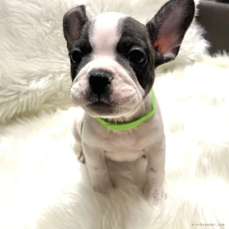 ID：2310-04170の子犬