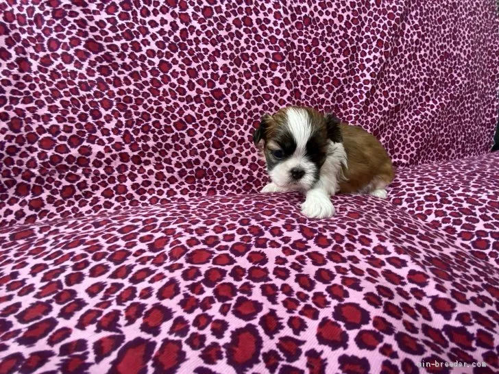 さくらこ 様のお迎えした子犬