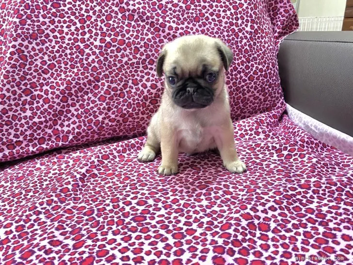 ID：2205-00395の子犬