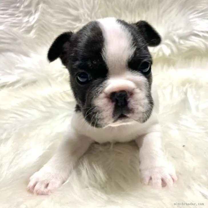 ID：2301-02669の子犬