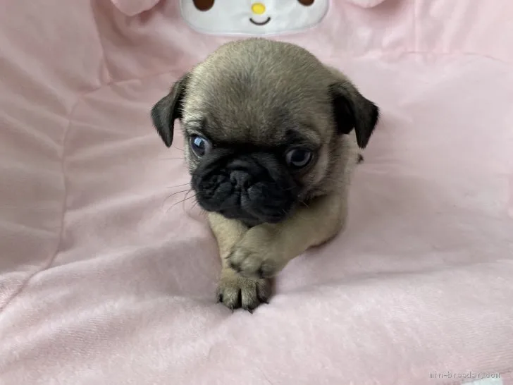 ID:2005-02135の子犬