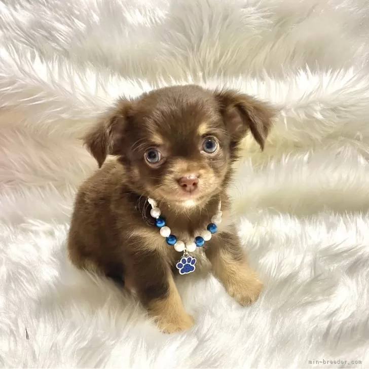 ID:2409-03621の子犬