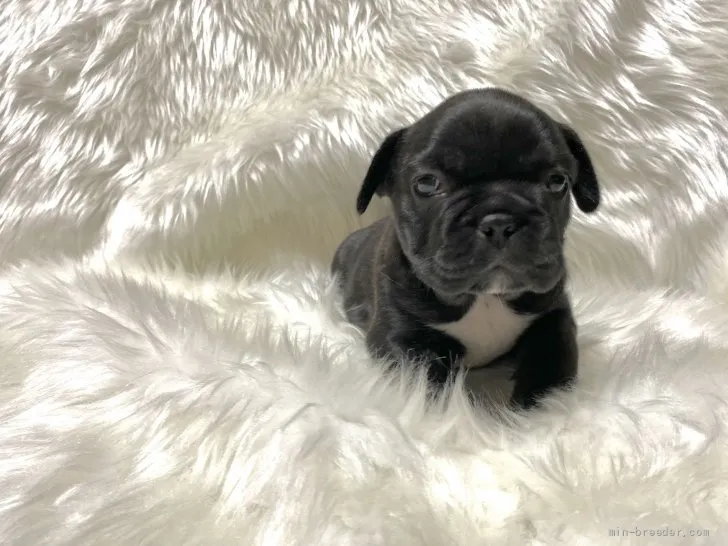 T.K 様のお迎えした子犬