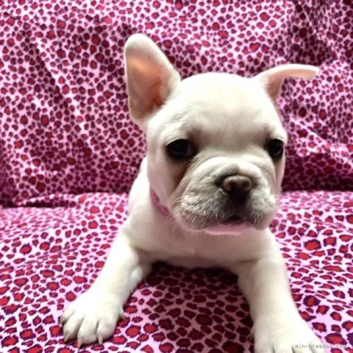 ID：2301-02650の子犬