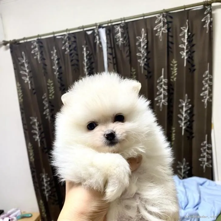 ID：2210-00002の子犬