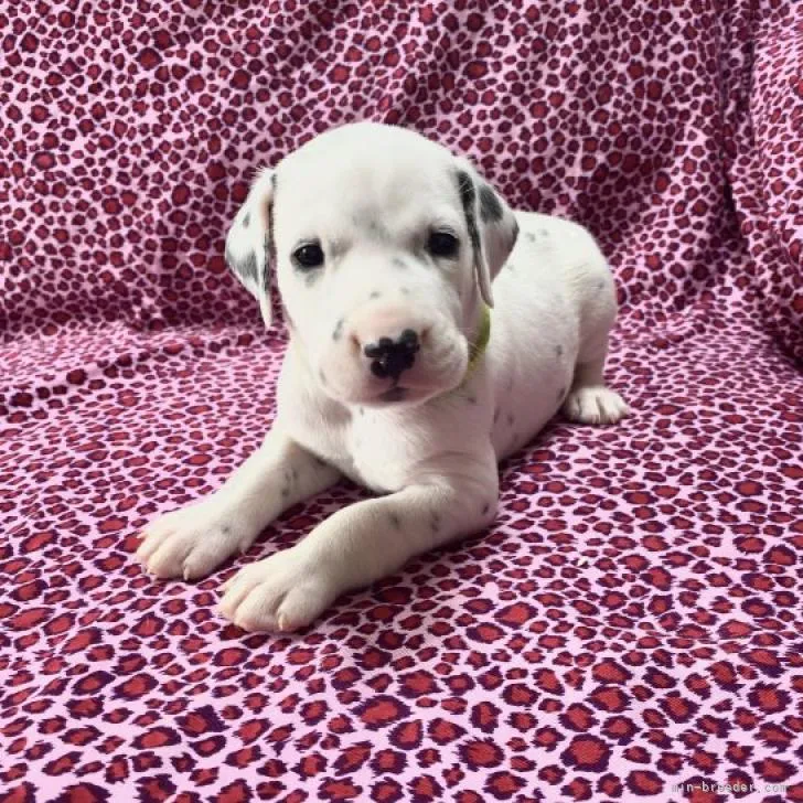 ID:2208-03470の子犬