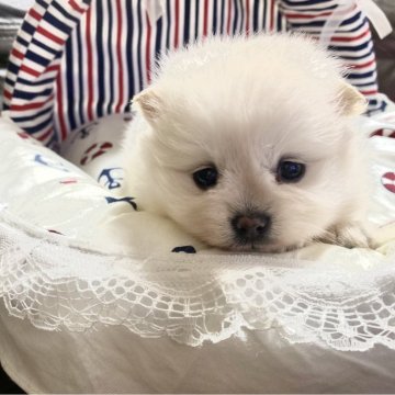 ポメラニアン【佐賀県・女の子・2024年1月4日・ホワイト】の写真「チャオリアのお姫様」