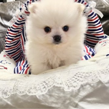 ポメラニアン【佐賀県・女の子・2024年1月6日・ホワイトクリーム】の写真「綺麗なお顔の女の子です😻」