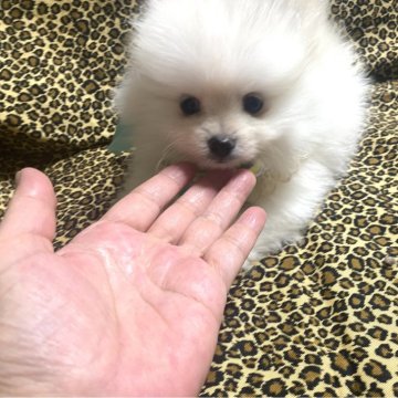 ポメラニアン【佐賀県・男の子・2024年7月28日・ホワイトクリーム】の写真「可愛い男の子😻」
