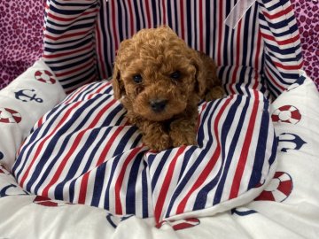 トイプードル(タイニー)【佐賀県・男の子・2020年10月20日・レッド】の写真「12月13日締め切り、ペット・ショップへ行きます💕」
