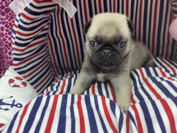 パグ【佐賀県・女の子・2020年11月7日・フォーン】の写真「病院での健康診断異常無し💕」