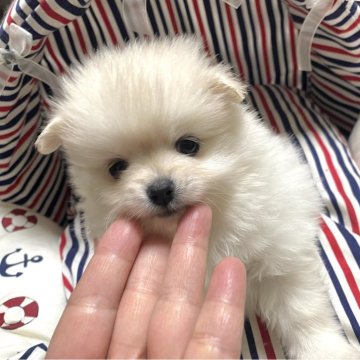 ポメラニアン【佐賀県・女の子・2023年11月22日・ホワイトクリーム】の写真「チャオリアの女の子😻」