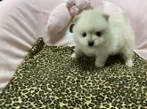 ポメラニアン【佐賀県・男の子・2020年4月13日・クリーム】の写真5