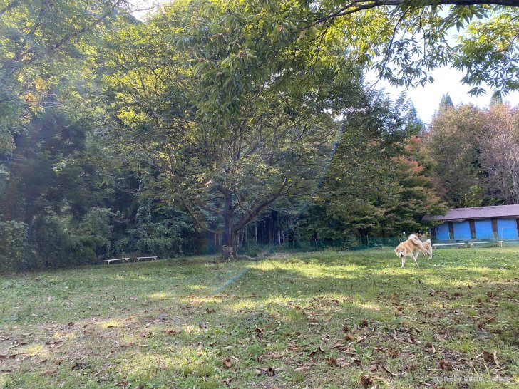 当犬舎には約500坪のドッグランがあり、犬たちは毎日のびのびと遊んでいます。｜荒井　英治(あらい　えいじ)ブリーダー(岐阜県・秋田犬など・JKC/秋田犬保存会/KC JAPAN登録)の紹介写真10