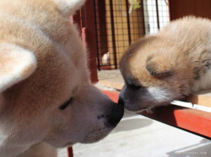 荒井　英治(あらい　えいじ)ブリーダー(岐阜県・秋田犬など・JKC/秋田犬保存会/KC JAPAN登録)の紹介写真2