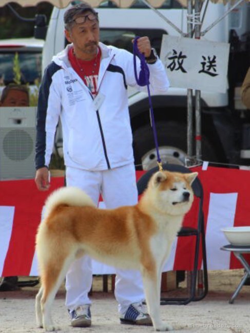 荒井　英治(あらい　えいじ)ブリーダー(岐阜県・秋田犬など・JKC/秋田犬保存会/KC JAPAN登録)の紹介写真3