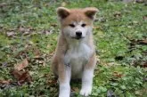 秋田犬【岐阜県・男の子・2024年8月28日・赤】の写真10
