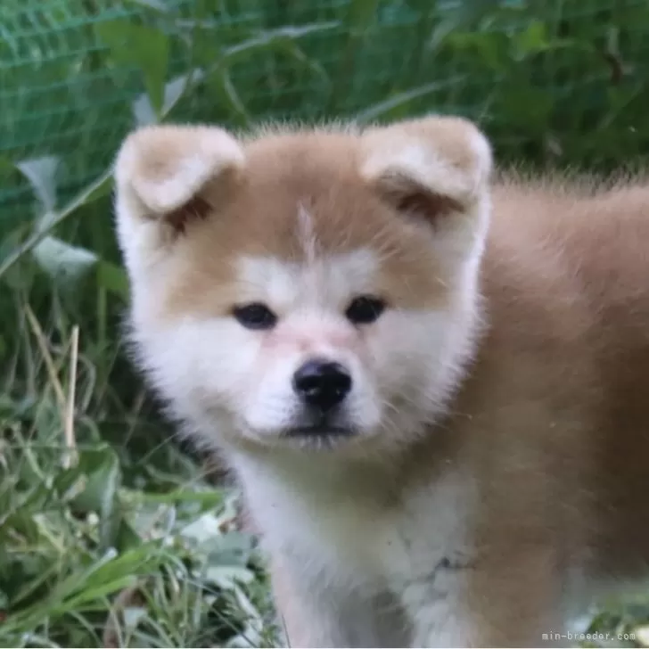 ID:2507-03670の子犬