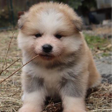 秋田犬【岐阜県・男の子・2025年10月21日・赤(長毛)】の写真「元気いっぱい人気の赤長毛の男の子です！」