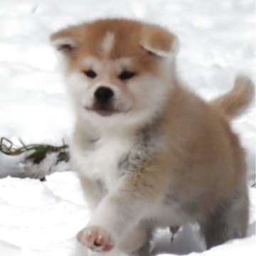 秋田犬【岐阜県・男の子・2025年10月21日・赤】の写真「兄妹の中で1番イケメン！
元気な男の子です」