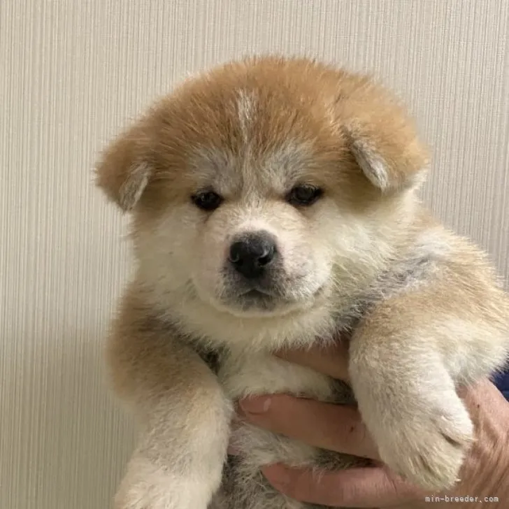 たか 様のお迎えした子犬