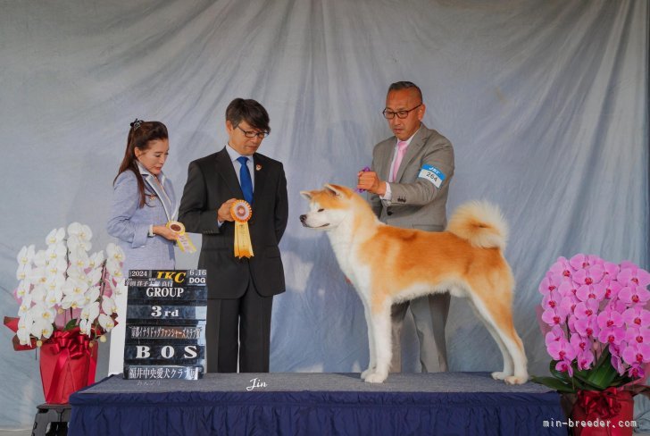 秋田犬【・男の子・2022年9月29日・赤】「国刀号　若犬牡部　優秀2席」
