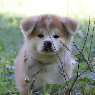 秋田犬【岐阜県・男の子・2024年8月16日・赤】の写真「とっても可愛い男の子」