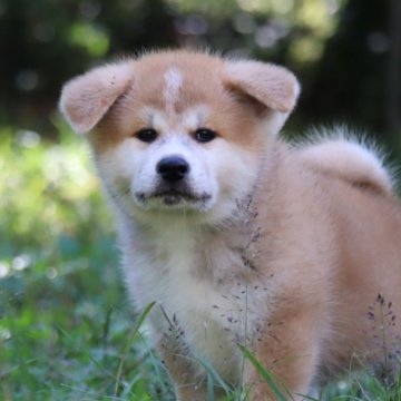 秋田犬【岐阜県・男の子・2024年8月16日・赤】の写真「とっても可愛い男の子」