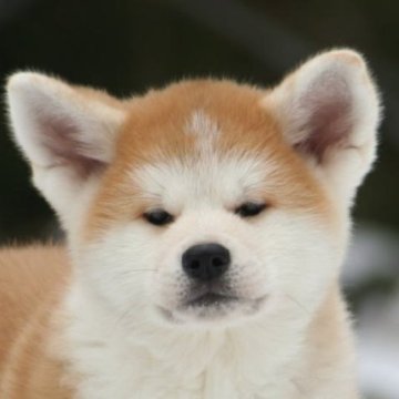 秋田犬【岐阜県・女の子・2023年12月18日・赤】の写真「綺麗な顔立ちでとっても人懐っこい女の子」