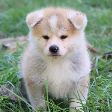 秋田犬【岐阜県・女の子・2024年8月28日・赤】の写真「とっても人懐こい女の子」
