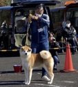秋田犬【・男の子・2021年4月27日・赤】